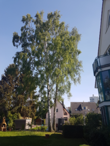 Birke nach Pflege schnitt