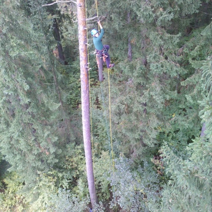 Steigklemmer, baum klettern
