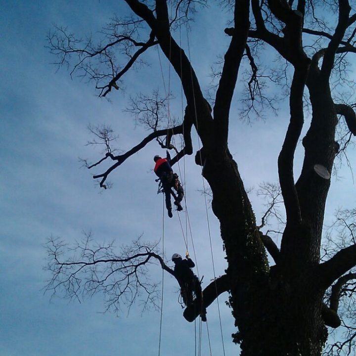 Seilklettertechnik in großer Eiche Leistungen Baumplfege